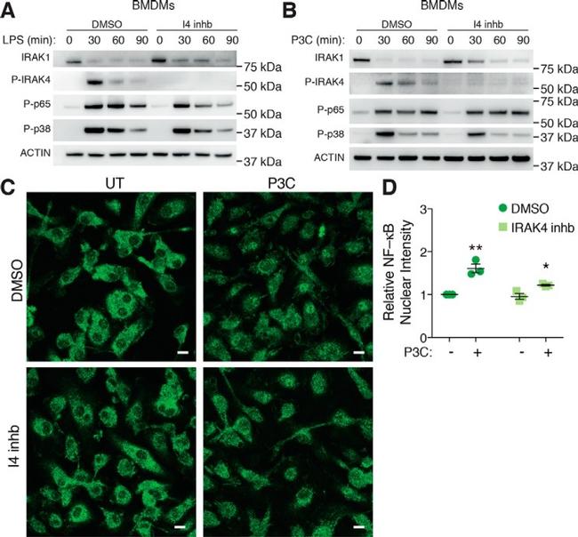 IRAK4 Antibody in Western Blot (WB)