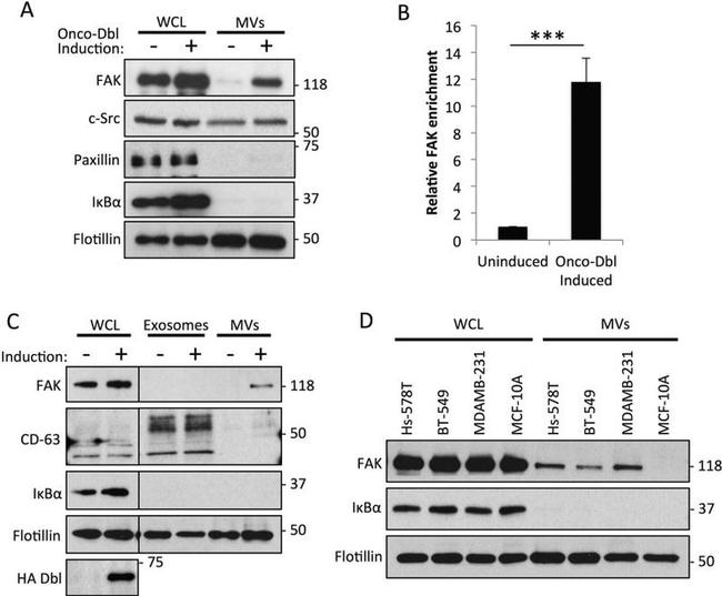 CD63 Antibody in Western Blot (WB)