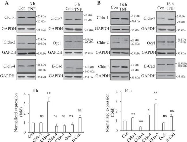 Claudin 2 Antibody in Western Blot (WB)