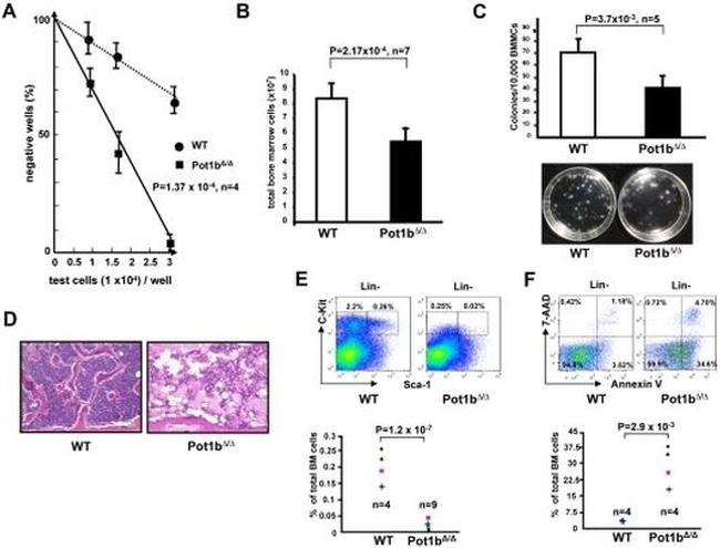 Ly-6A/E (Sca-1) Antibody in Flow Cytometry (Flow)