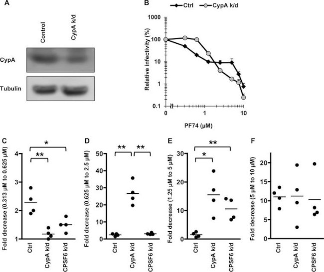 Cyclophilin A Antibody in Western Blot (WB)