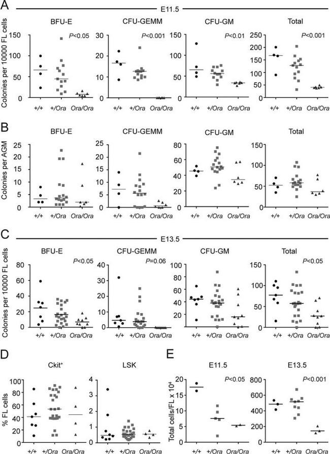 CD117 (c-Kit) Antibody in Flow Cytometry (Flow)